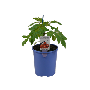 14cm Simple Food for Life Tomato Italiano - Lycopersicum