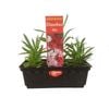 Punnet Dianthus-Gold Flower Range