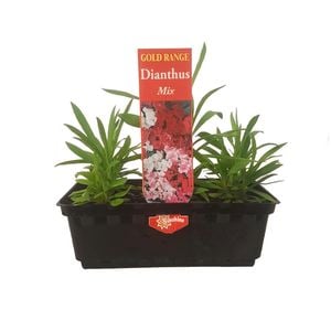 Punnet Dianthus-Gold Flower Range