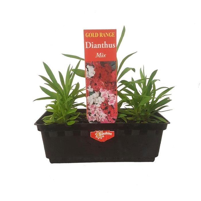 Punnet Dianthus-Gold Flower Range
