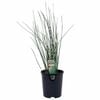 140mm Knobby Club Rush - Ficinia nodosa