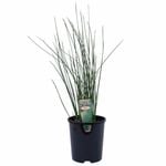 140mm Knobby Club Rush - Ficinia nodosa