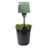 Plants for Ponds - 125mm Blue Star Creeper