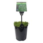 Plants for Ponds - 125mm Blue Star Creeper
