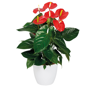 140mm Flamingo Plant - Anthurium turenza