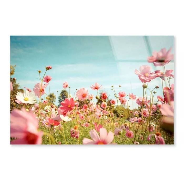 Cosmos Flower Blossom  Print 100% Australian Made 120 x 90cm  (Acrylic)