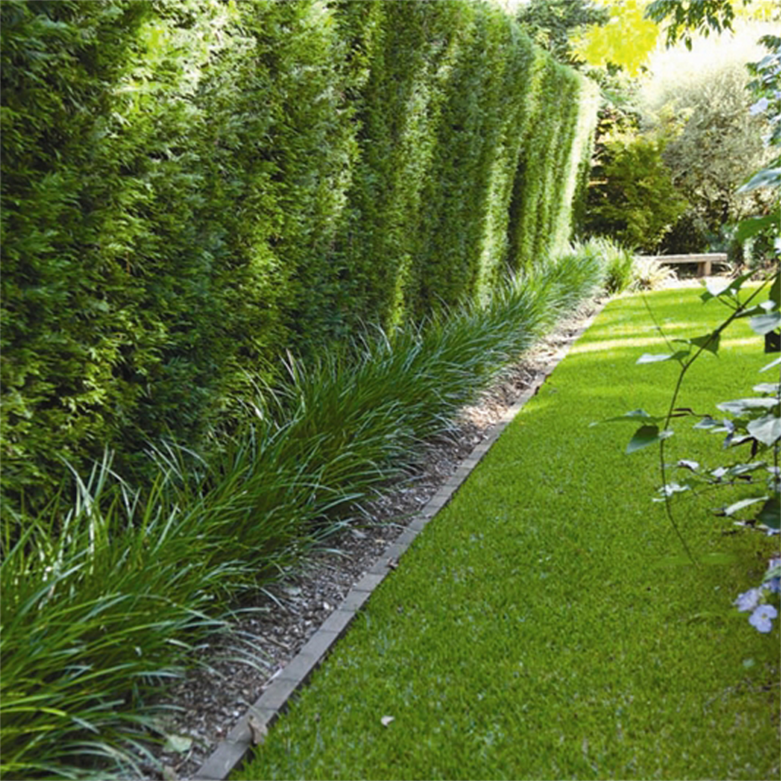 Buffalo grass bunnings discount