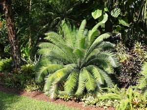 A cycad plant in a tropical garden