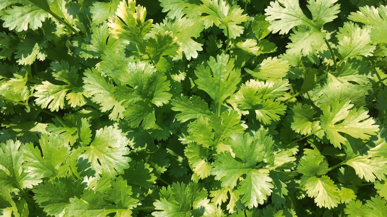 Coriander (Coriandrum sativum).