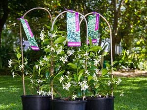 Climbing Beauty plants with small white flowers.