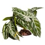 Alocasia Green With Ceramic Base