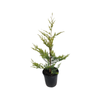 200mm Castlewellan Gold - Cupressocyparis leylandii