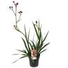 200mm Bush Fury Kangaroo Paw - Anigozanthos hybrid
