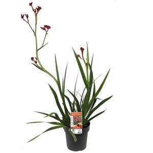 200mm Bush Fury Kangaroo Paw - Anigozanthos hybrid