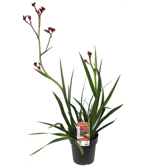 200mm Bush Fury Kangaroo Paw - Anigozanthos hybrid