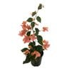 2L Bougainvillea Tango - Bougainvillea glabra