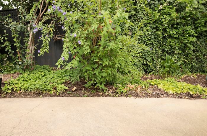 A landscaped yard with concrete pathways, a black fence, and vibrant flowers and lush plants.