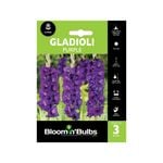 Bloomin' Bulbs Gladioli Purple - 3 Pack