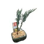 90mm Bonsai In Ceramic Pot