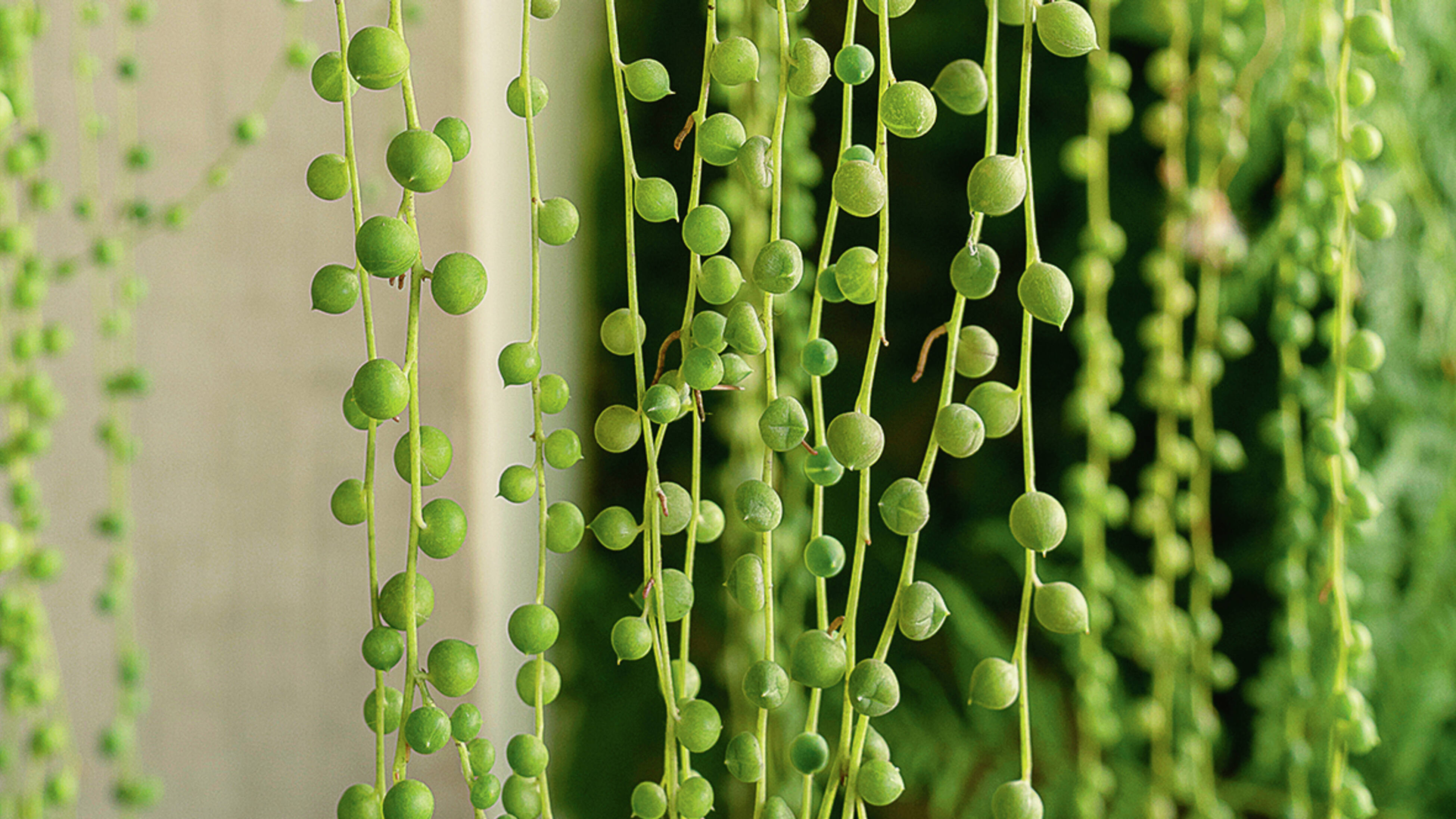 Close up of green, bead-like succulent strands of a string of pearls plant.