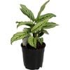 120mm Prayer Plant - Calathea vitata