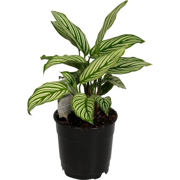120mm Prayer Plant - Calathea vitata