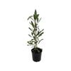 2.5L Ake Ake - Dodonea viscosa