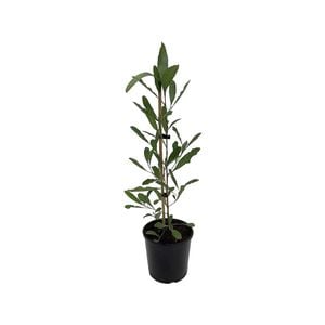 2.5L Ake Ake - Dodonea viscosa