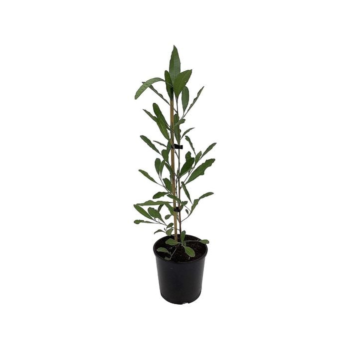 2.5L Ake Ake - Dodonea viscosa