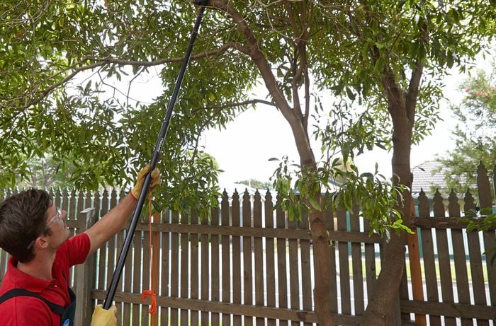 Person wearing safety glasses and gloves using an extendable tool to prune a large twig off a tree.
