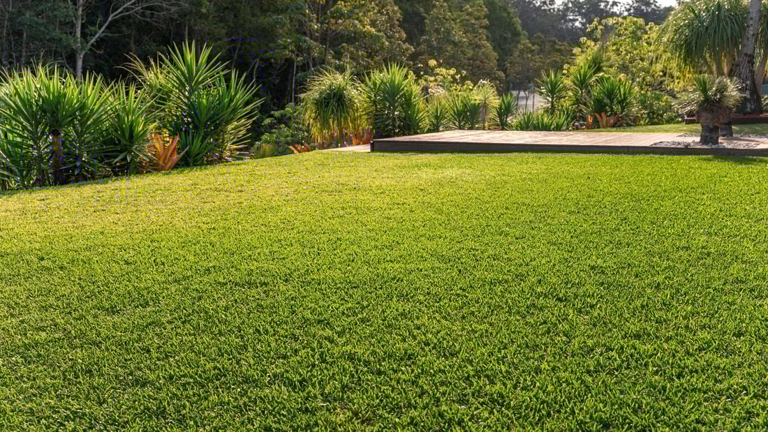Summer lawn care essentials 