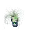 140mm Carex Frosted Curls - Carex abula