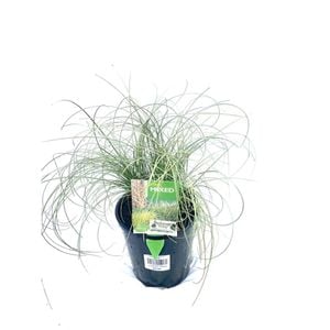 140mm Carex Frosted Curls - Carex abula