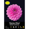Yarra Valley Bulbs Xanzu Elsa - 1 Pack