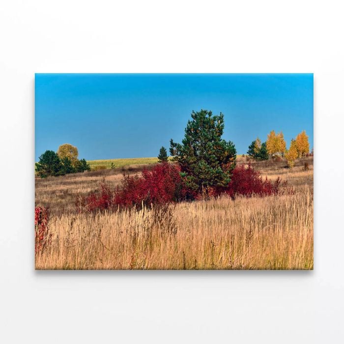 Grass With Trees an Autumn Vibe  Print 100% Australian Made 90 x 60cm  (Stretched)