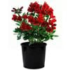 170mm Peruvian Lily - Alstroemeria 'Inca Bandit'