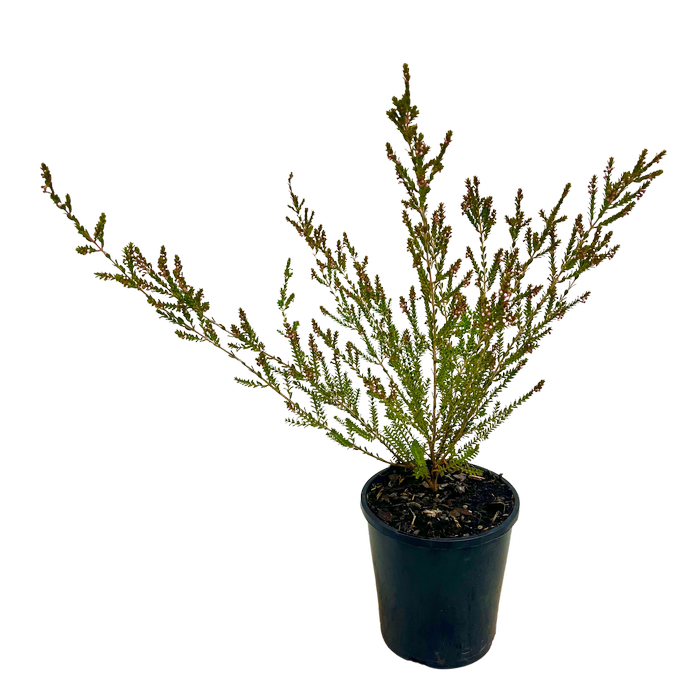 140mm Thryptomene F.C. Payne - Thryptomene saxicola