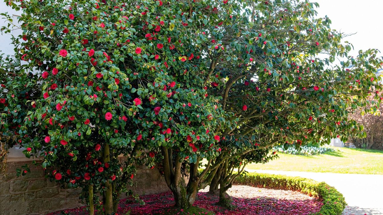 A large, blooming camellia tree next to a short green hedge.