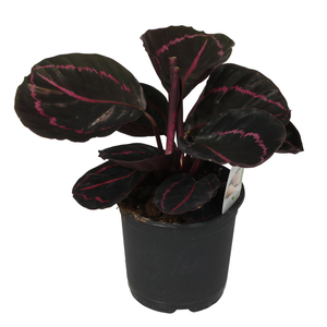 120mm Prayer Plant - Calathea dottie