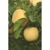 Plant Apple Golden Delicious M116 Pb18