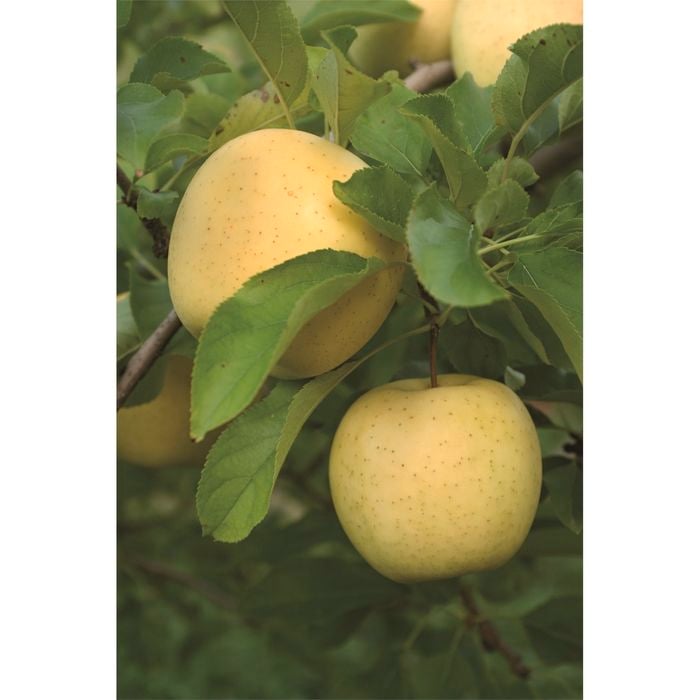 Plant Apple Golden Delicious M116 Pb18