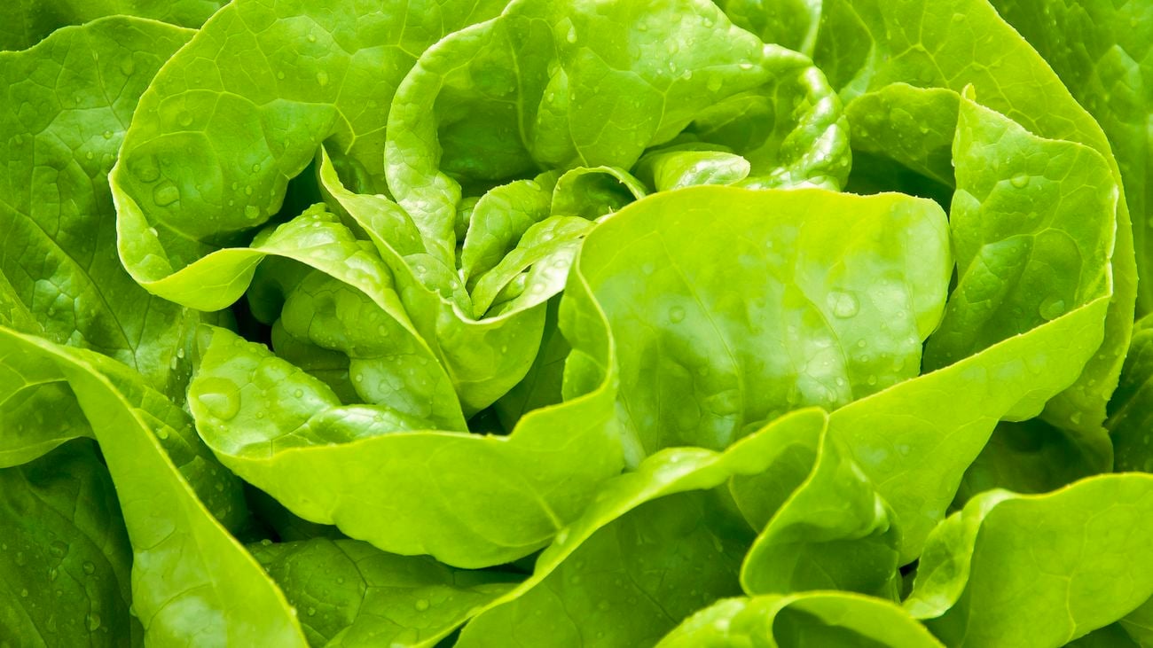 close up of a lettuce head