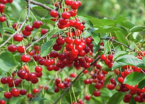 Bunches of red cherries growing on a tree