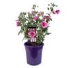 140mm African Rose Mirembe - Anisodontea capensis