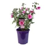 140mm African Rose Mirembe - Anisodontea capensis
