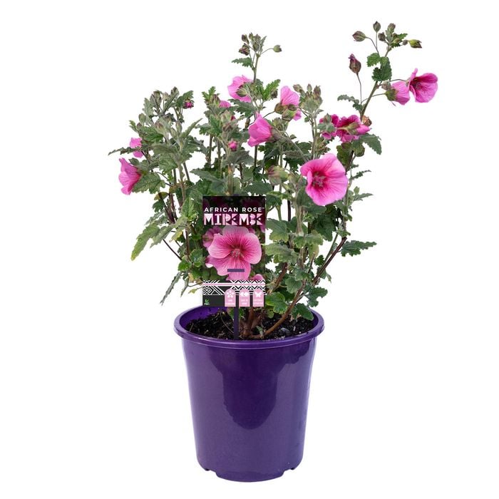 140mm African Rose Mirembe - Anisodontea capensis