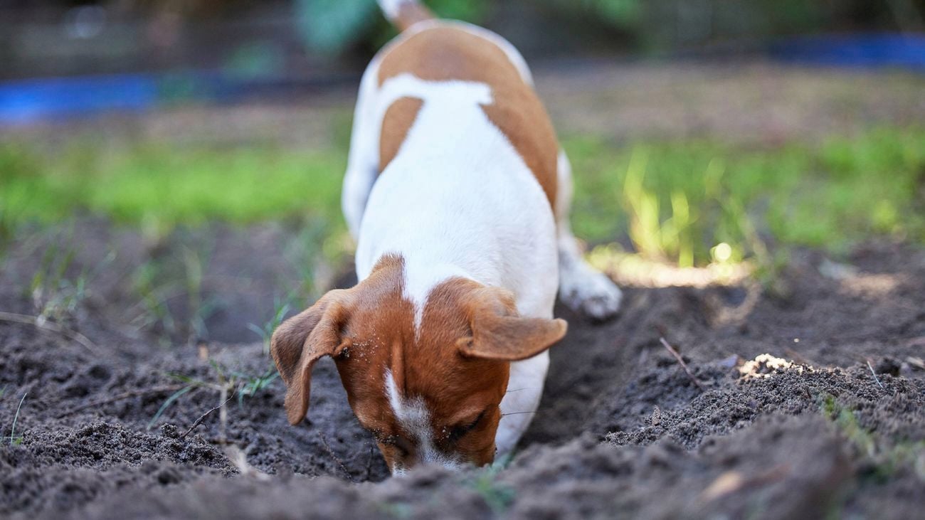 A puppy with a white and brown coat is energetically digging into soil.