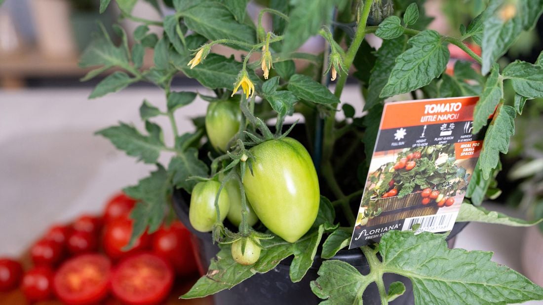 Green tomatoes on the plant with some red ones behind.