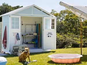 ackyard with a shed with the doors open to shelves and pet grooming products. A brown dog sits on the grass along with an inflatable ring, a pink shell kidspool and toys.
