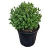 4L Hebe - Hebe topiaria 